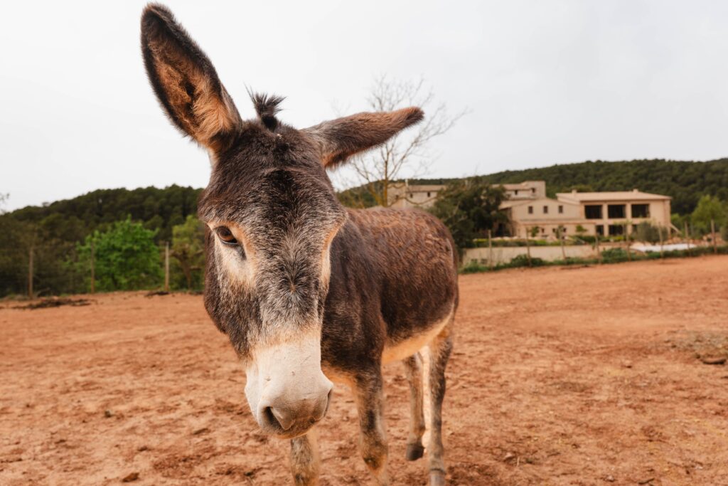 Animals — Torres de Selma