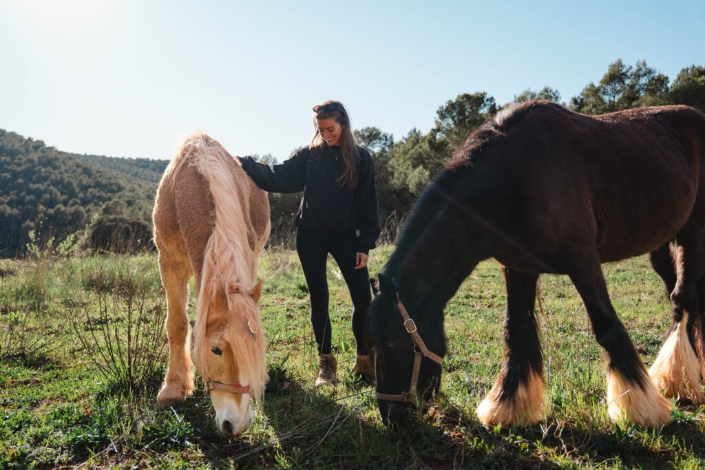 Animals — Torres de Selma